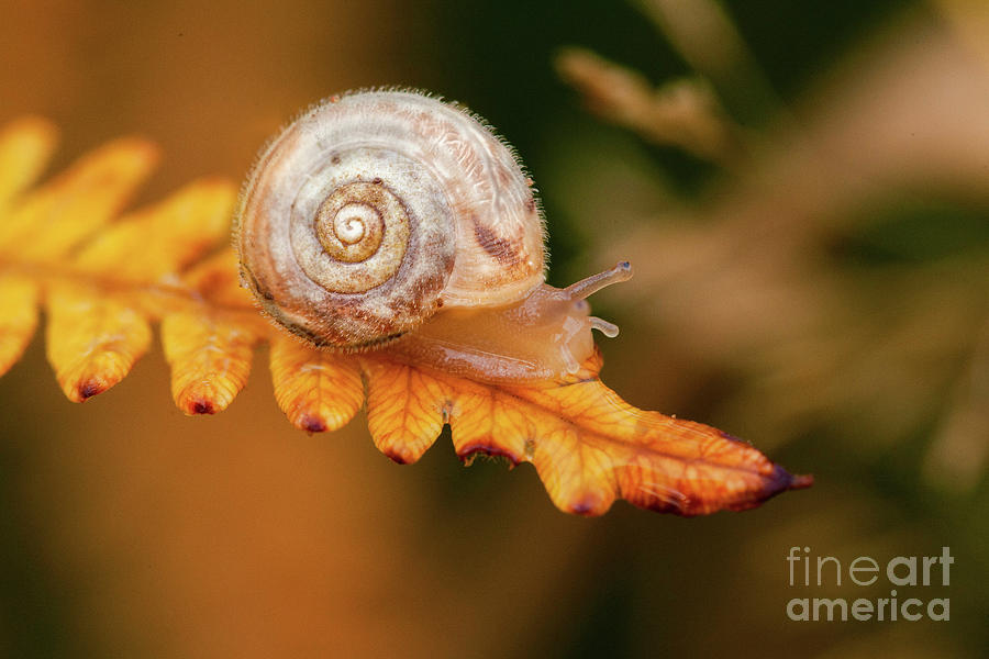 Small cute snail on golden fern leaf Photograph by Simon Bratt
