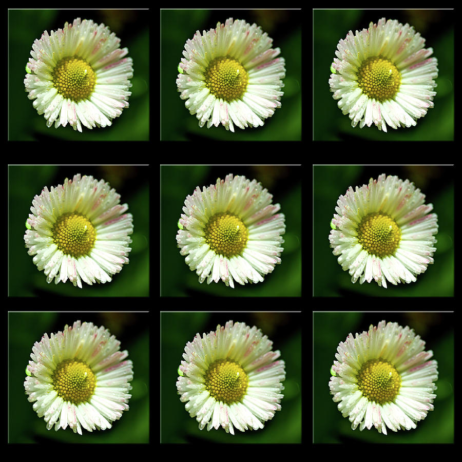 Small Daisies Collage Photograph by Marie Jamieson
