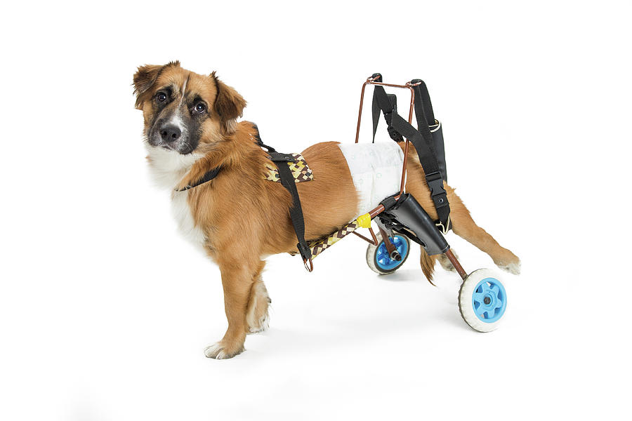 Dog Photograph - Small Disabled Dog in Wheelchair by Good Focused