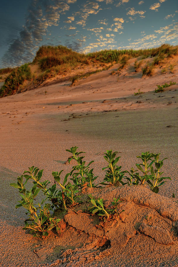 Small Dune Sunrise Photograph by Dan Carmichael
