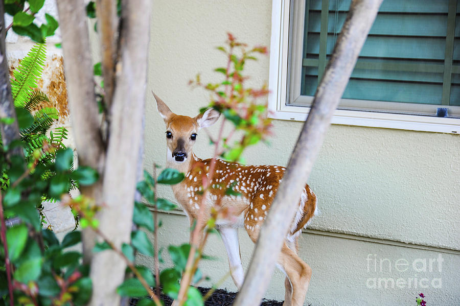 Small fawn is hiding in the front yard of this house waiting for mom to get back.  Photograph by Gunther Allen