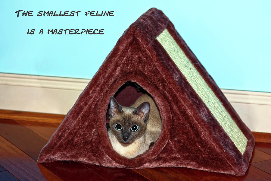Small Feline Masterpiece Photograph by Sally Weigand