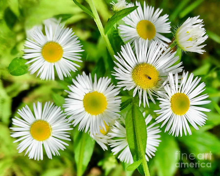 Small Fleabane Photograph by Kathy M Krause