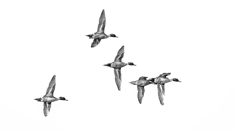 Small flock of male drake pintail ducks Photograph by Mike Fusaro