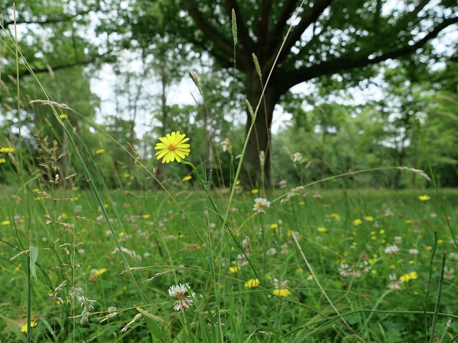 Small flower and big tree by Santosh Puthran Small flower and big tree by Santosh Puthran