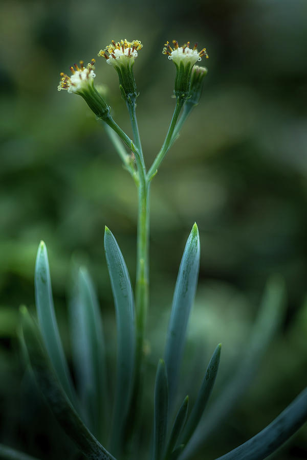 Small flower Photograph by Bill Frische