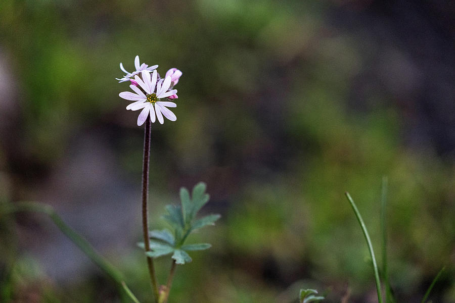 Small-flowered Woodland-Star - Lithophragma parviflorum -  Flowers Photograph by Michael Russell