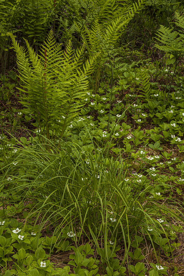 Small Forest Meadow Photograph by Irwin Barrett