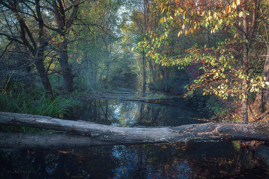 Small forest river in autumn Photograph by Dejan Travica