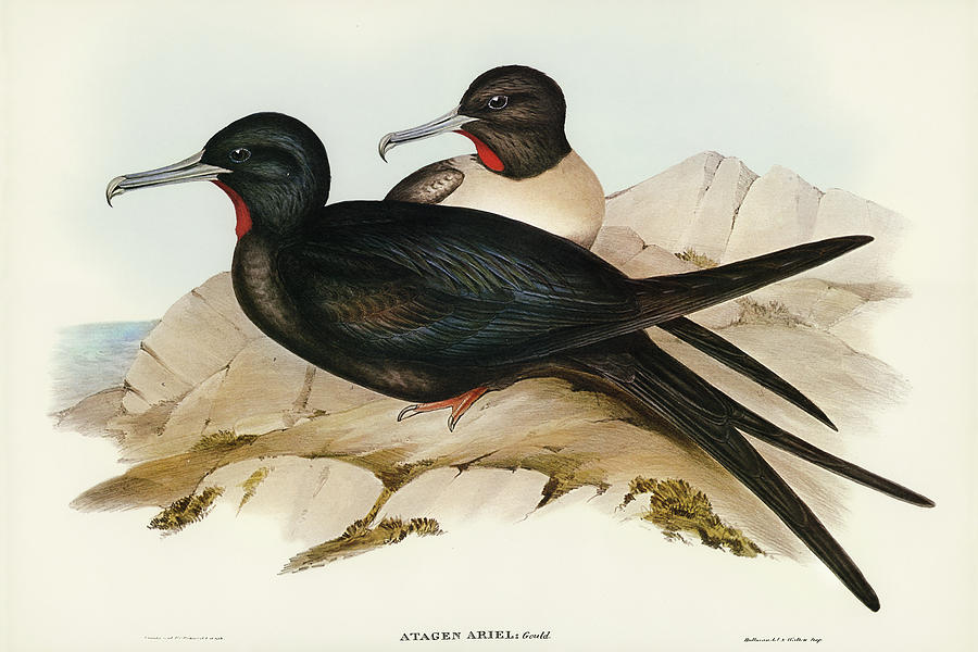 John Gould Drawing - Small Frigate Bird, Attagen Ariel by John Gould