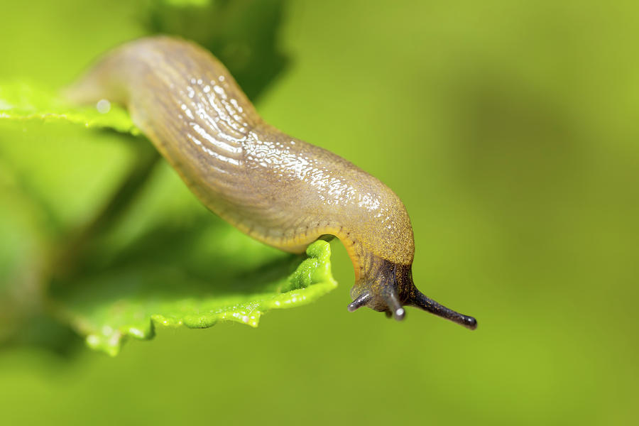 common garden slug