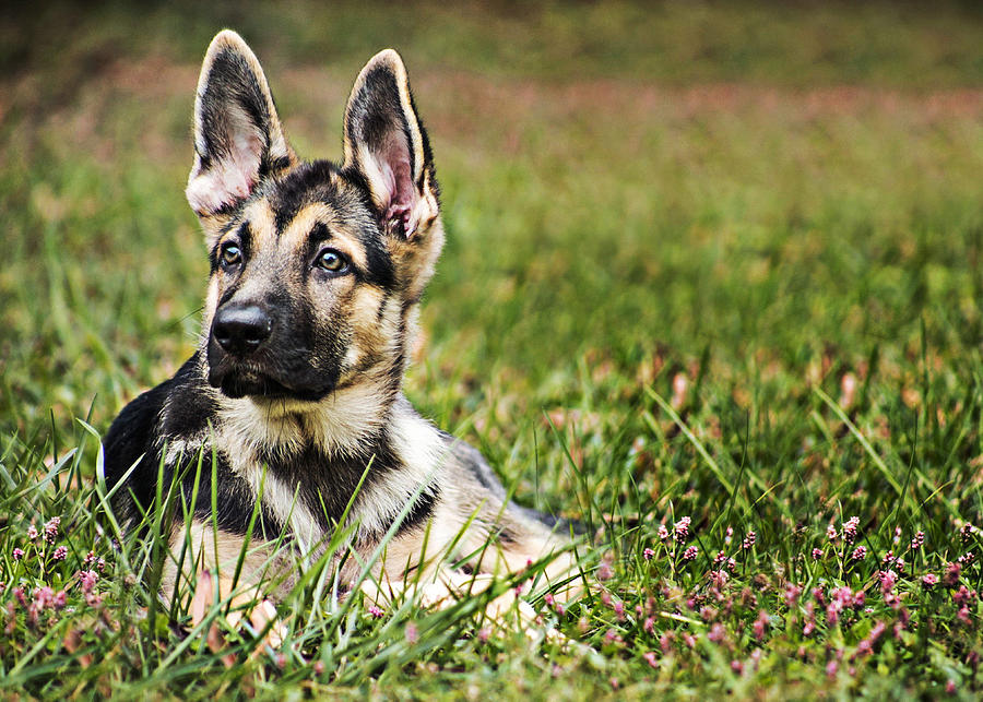 Small German Shepherd puppy lawn pets cute animals bokeh German ...