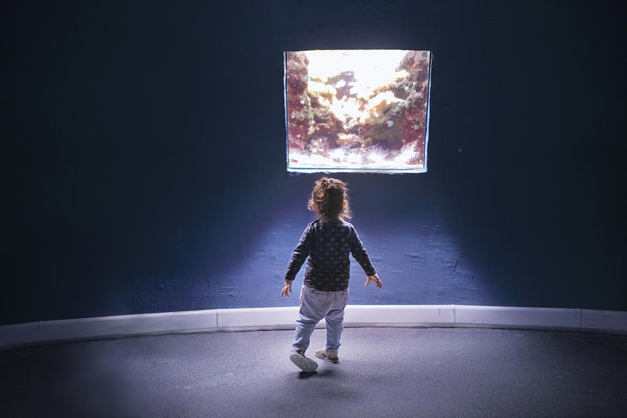 Small girl looking at aquarium Photograph by Stanislaw Pytel