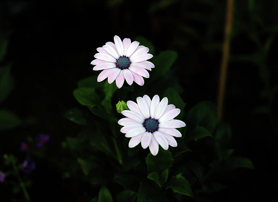 Small Gorgeous Daisy Beauties In The Evening Garden Photograph by Johanna Hurmerinta