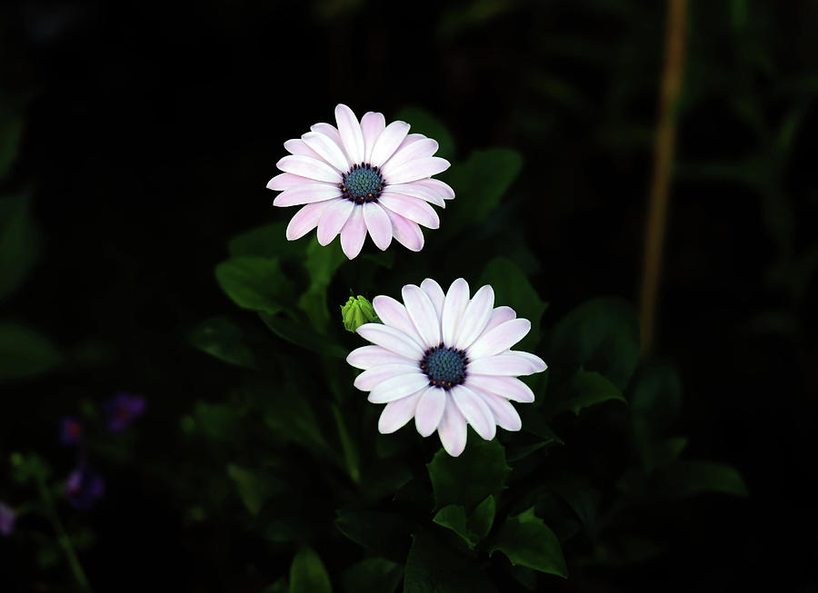 Small Gorgeous Daisy Beauties In The Evening Garden by Johanna Hurmerinta Small Gorgeous Daisy Beauties In The Evening Garden by Johanna Hurmerinta