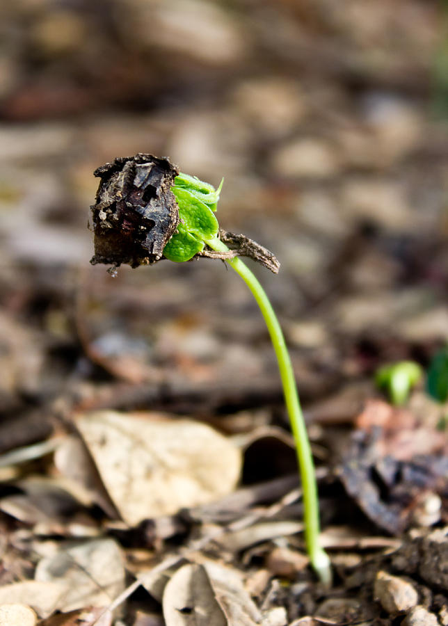 Small green plant in soil. Photograph by Kurapy11