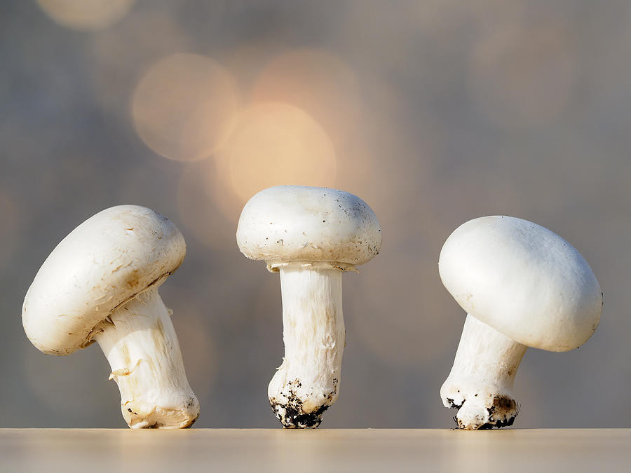 Small group of mushrooms on an wood table top Photograph by Jose A. Bernat Bacete