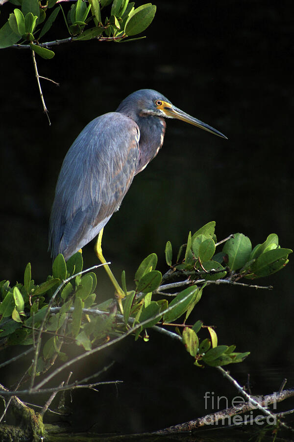 Small Heron On A Mangrove Photograph By Brenda Harle - Fine Art America