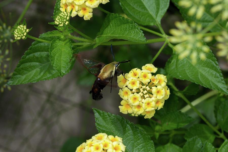 Small Hummingbird Clearwing Moth Photograph by Liza Eckardt