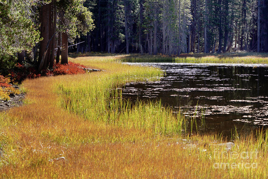 Small Lake west of Tenaya, Marxh, Yosemite National Park Photograph by Wernher Krutein