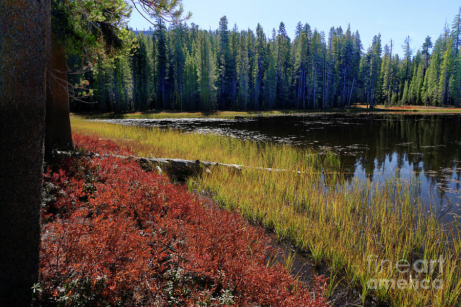 Small Lake west of Tenaya, Pine Trees, Shoreline, Yosemite Natio Photograph by Wernher Krutein