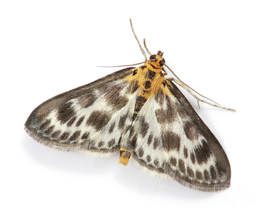 Small Magpie Moth Photograph by Warren Photographic