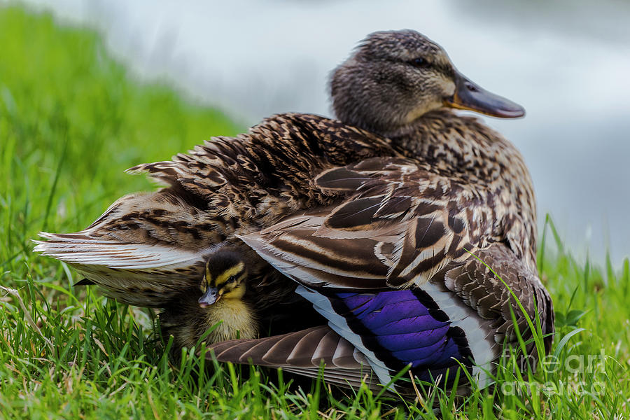 Small mallard duckling hiding in its mother plumage. by Lukasz Obermann