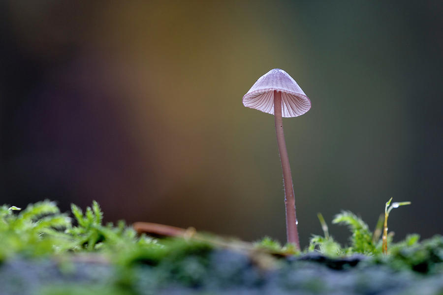 Small Mycena mushroom growing on a log Photograph by Kevin Oke