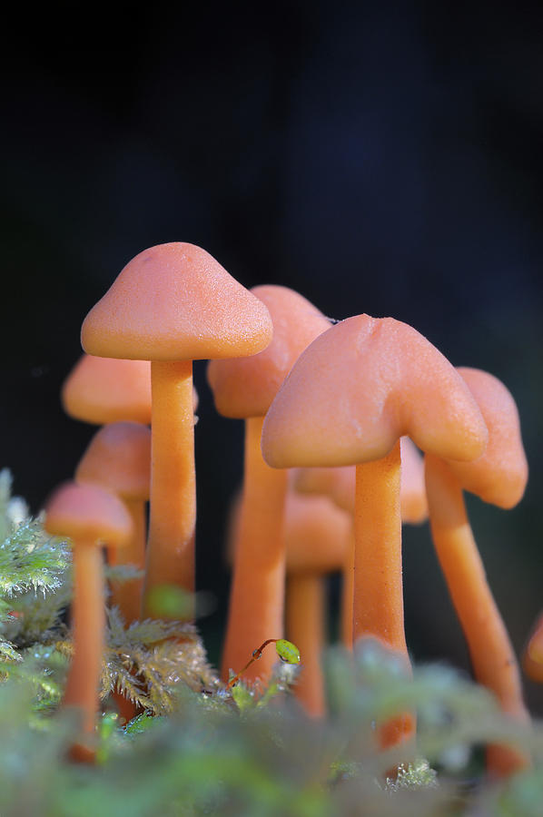 Small orange mushrooms Photograph by Kevin Oke