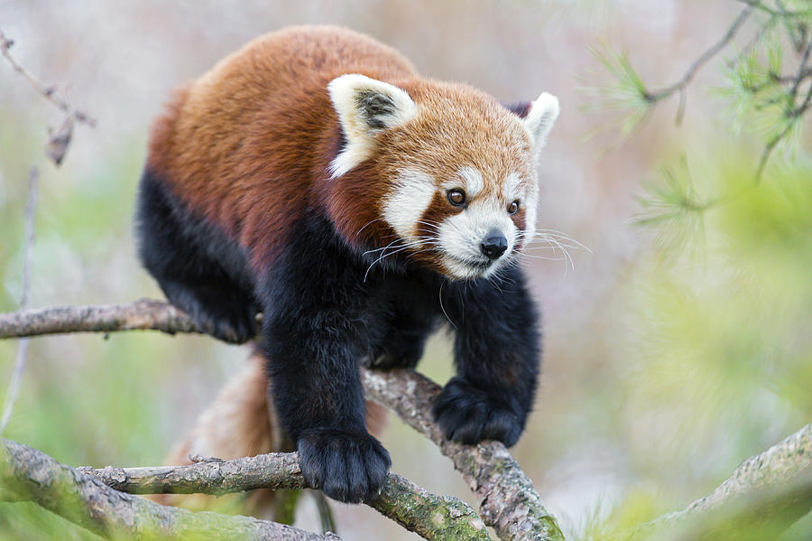 Small panda walking down the branch Photograph by Picture by Tambako the Jaguar
