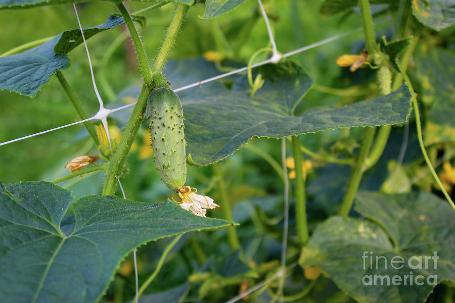 Small pickle Photograph by Mahir Mesic