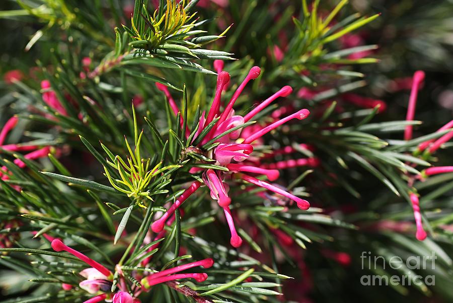 Nature Photograph - Small Pink Grevellea Flower Australian Native by Joy Watson