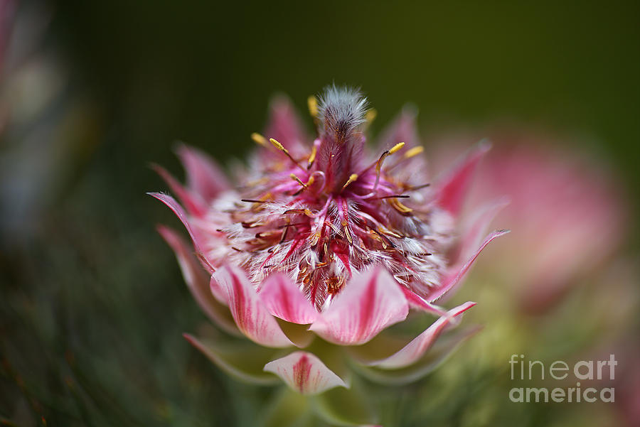 Small Pink Protea Photograph by Joy Watson