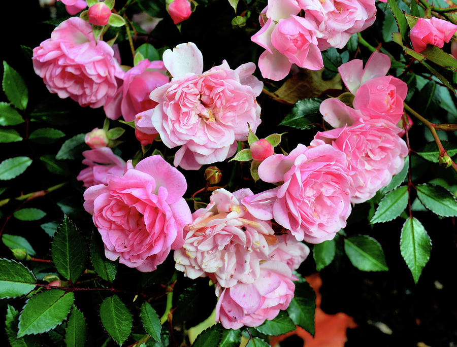 Small Pink Roses Two Photograph by Lyle Crump - Fine Art America