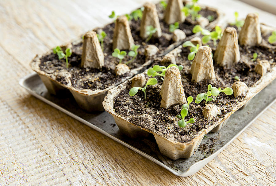 Small plats growing in carton chicken egg box in black soil. Break off the biodegradable paper cup and plant in soil outdoors. Reuse concept. Photograph by Helin Loik-Tomson