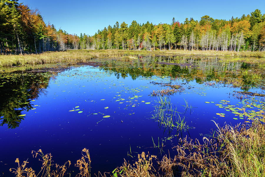 Small pond in Acadia in fall Photograph by Alexey Stiop