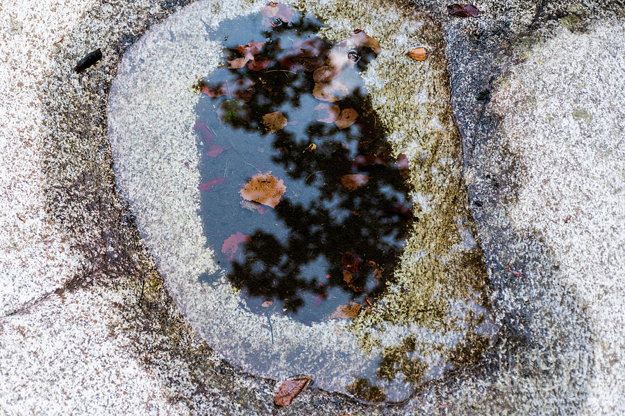 Small puddle Photograph by Adriana Sulugiuc - Fine Art America