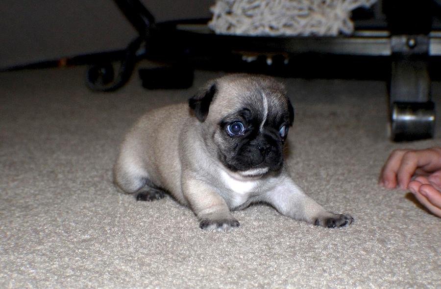 Little store pug dog