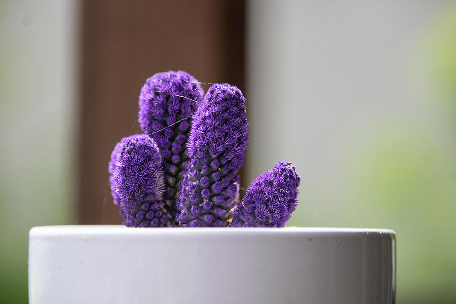 Small Purple Cactus Photograph