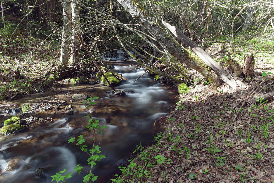 Small Rapids Winding Through The Undergrowth Photograph
