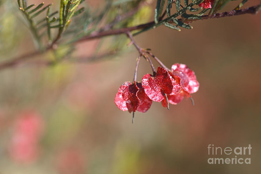 Small Red Pod/Flower Photograph by Joy Watson