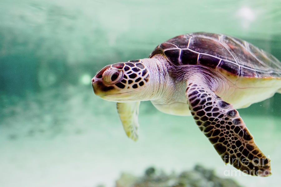 Small sea turtle -Chelonioidea- swimming inside a shallow sea. Photograph by Joaquin Corbalan