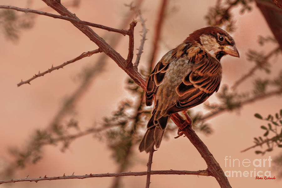Small Sparrow Brown Bird Photograph by Blake Richards