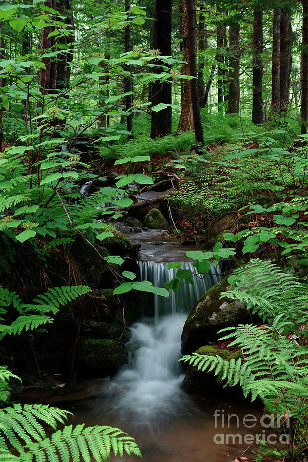 Small stream and ferns Photograph by Kevin Shields