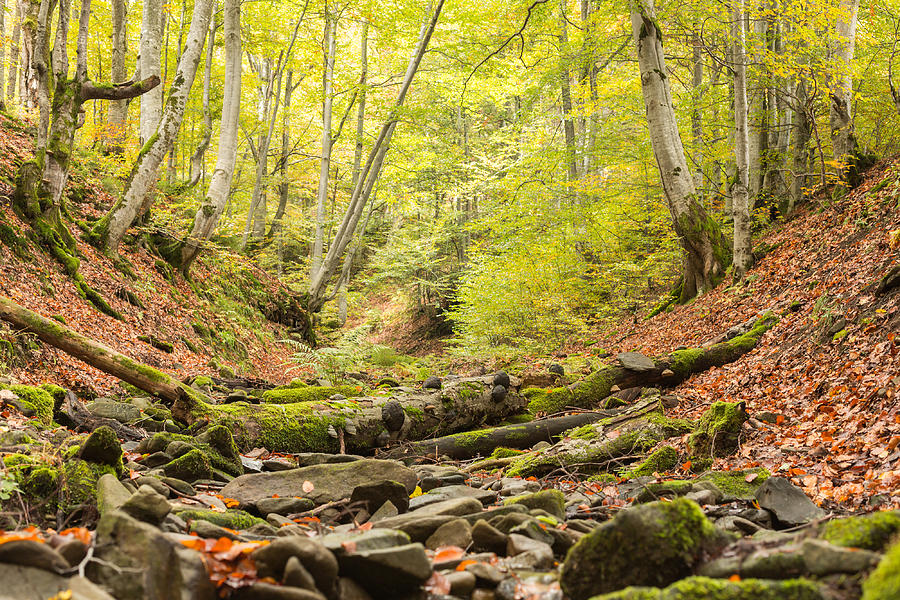 Small stream in autumn beech forest. Photograph by Rrvachov