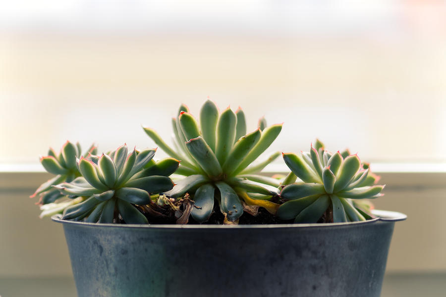 Still Life Photograph - Small Succulent Plants by Window by Jussi Laasonen Still Life Photograph - Small Succulent Plants by Window by Jussi Laasonen