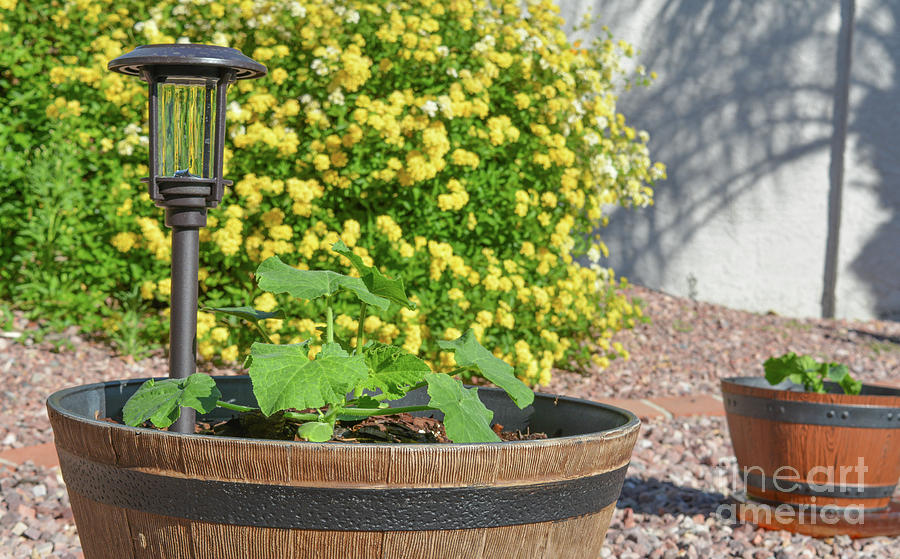 Small Sugar Pumpkin plant growing Photograph by Norm Lane
