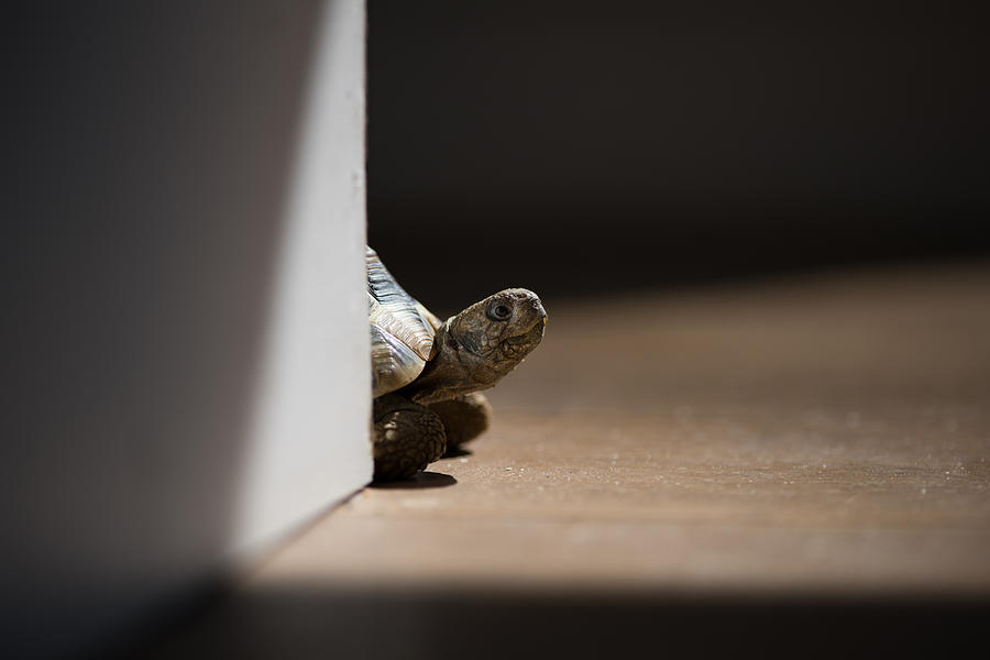 Small tortoise on wooden floor Photograph by Richard Bailey