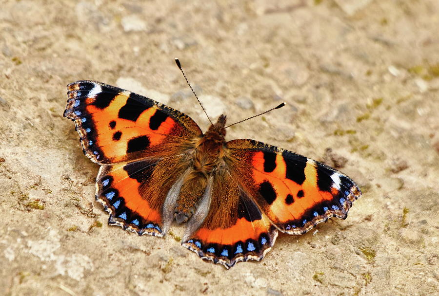 Small Tortoiseshell Butterfly Photograph by Jeff Townsend