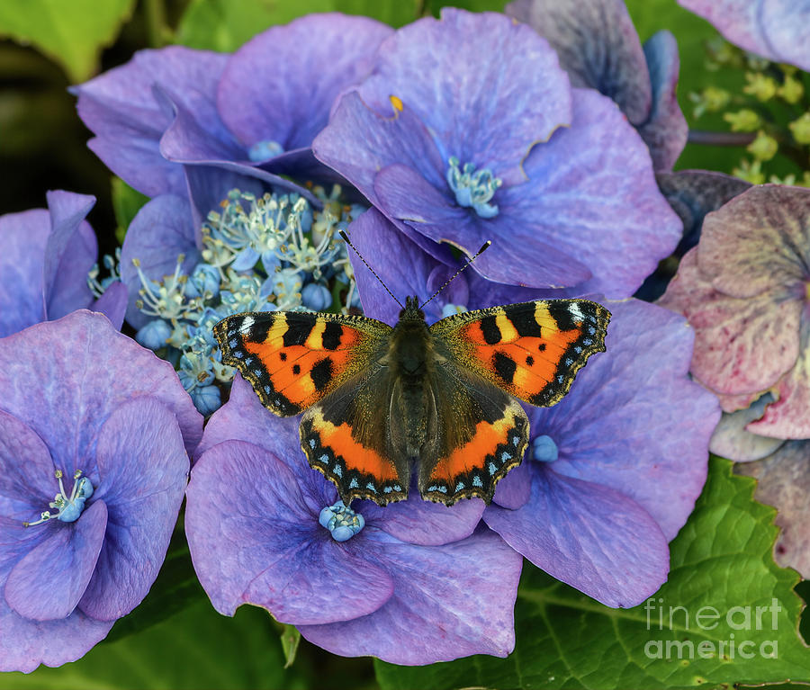 Small Tortoiseshell Butterfly Photograph by Marie Dudek Brown